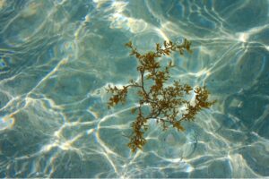 alghe in piscina